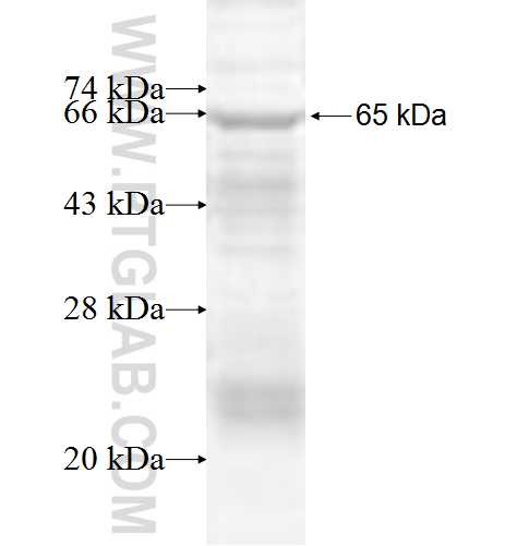 FARS2 fusion protein Ag9750 SDS-PAGE