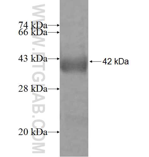 FARS2 fusion protein Ag9913 SDS-PAGE