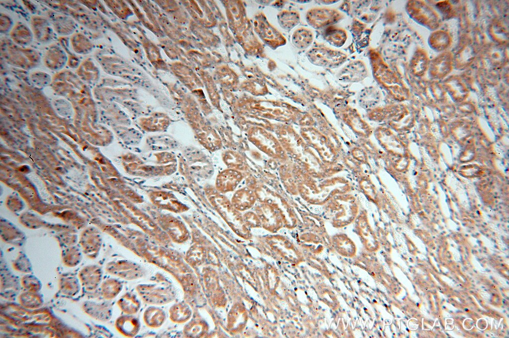 Immunohistochemistry (IHC) staining of human kidney tissue using FARSA Polyclonal antibody (18121-1-AP)