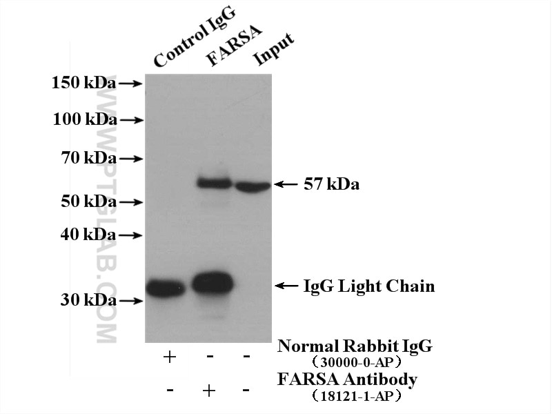 Immunoprecipitation (IP) experiment of MCF-7 cells using FARSA Polyclonal antibody (18121-1-AP)