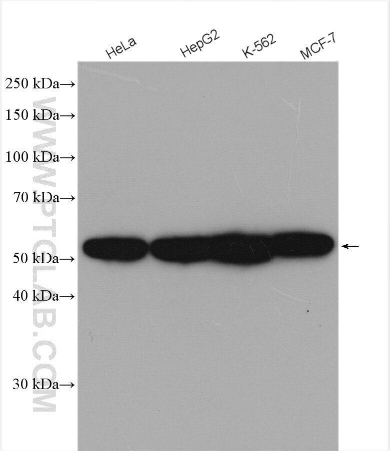 Western Blot (WB) analysis of various lysates using FARSA Polyclonal antibody (18121-1-AP)