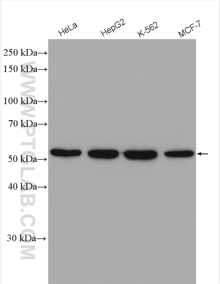 Western Blot (WB) analysis of various lysates using FARSA Polyclonal antibody (18121-1-AP)