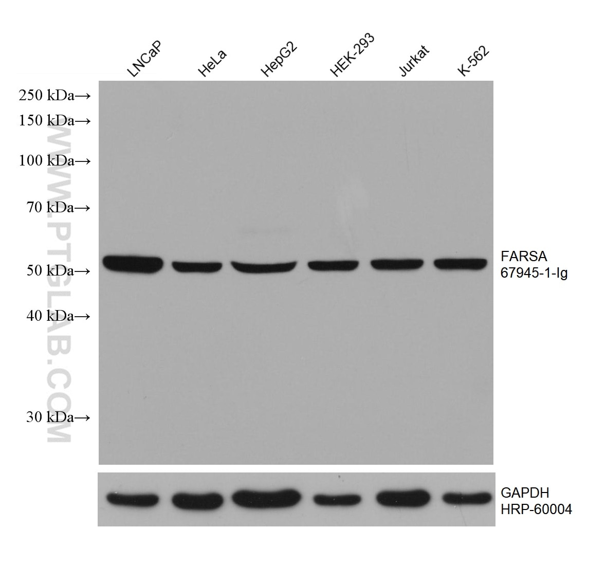 Western Blot (WB) analysis of various lysates using FARSA Monoclonal antibody (67945-1-Ig)