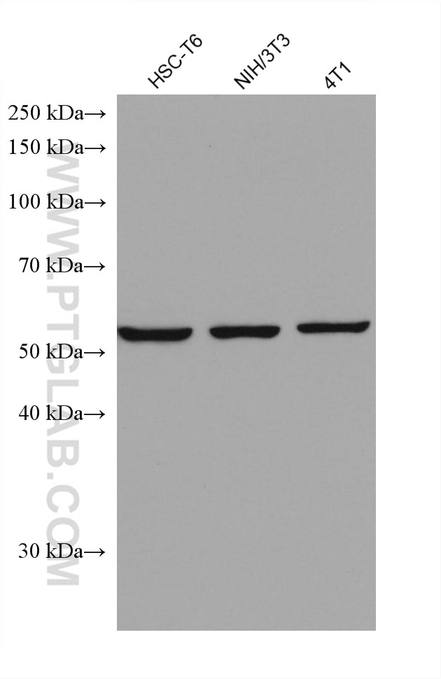 Western Blot (WB) analysis of various lysates using FARSA Monoclonal antibody (67945-1-Ig)