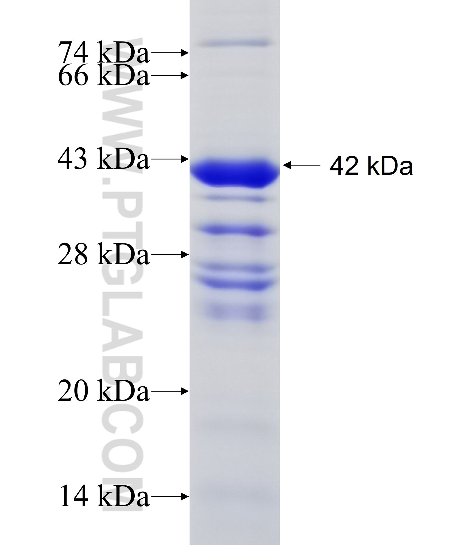 FARSA fusion protein Ag12647 SDS-PAGE