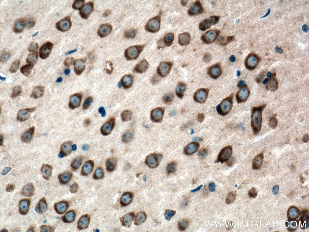 IHC staining of mouse brain using 16341-1-AP