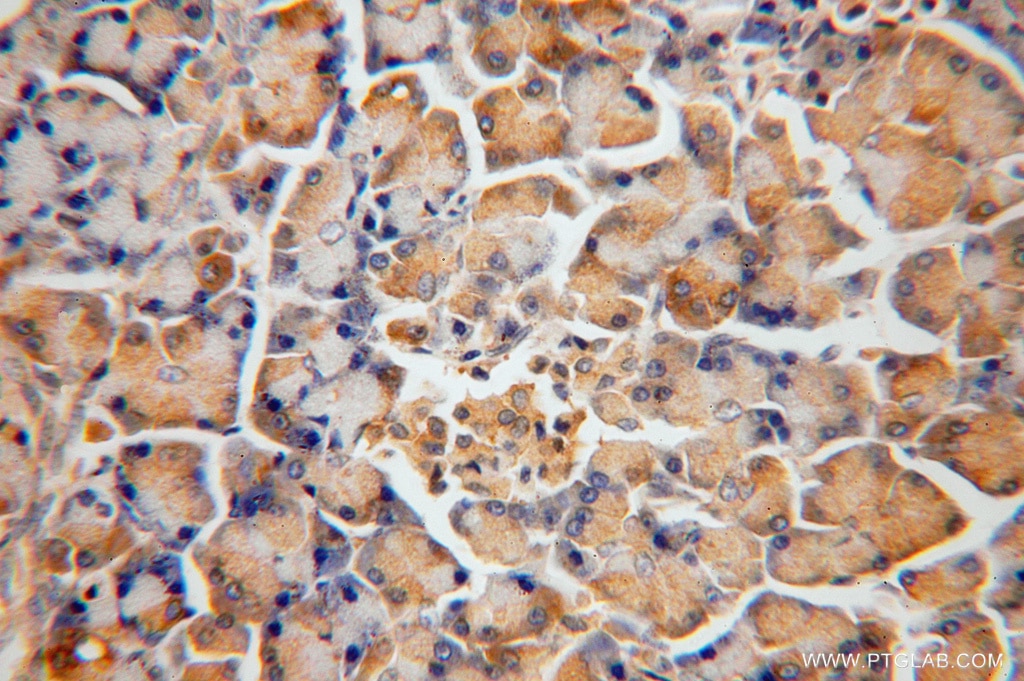 Immunohistochemistry (IHC) staining of human pancreas tissue using FARSB Polyclonal antibody (16341-1-AP)