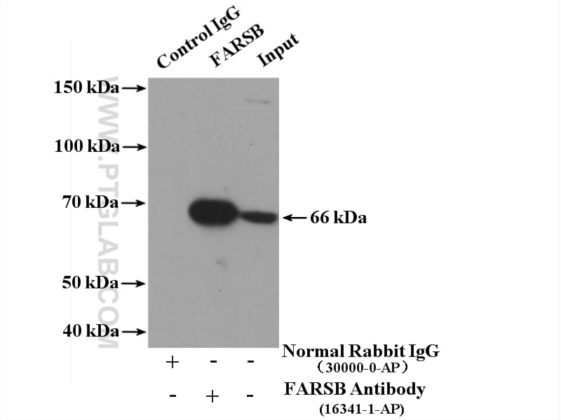 Immunoprecipitation (IP) experiment of HeLa cells using FARSB Polyclonal antibody (16341-1-AP)