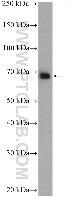 Western Blot (WB) analysis of HepG2 cells using FARSB Polyclonal antibody (16341-1-AP)