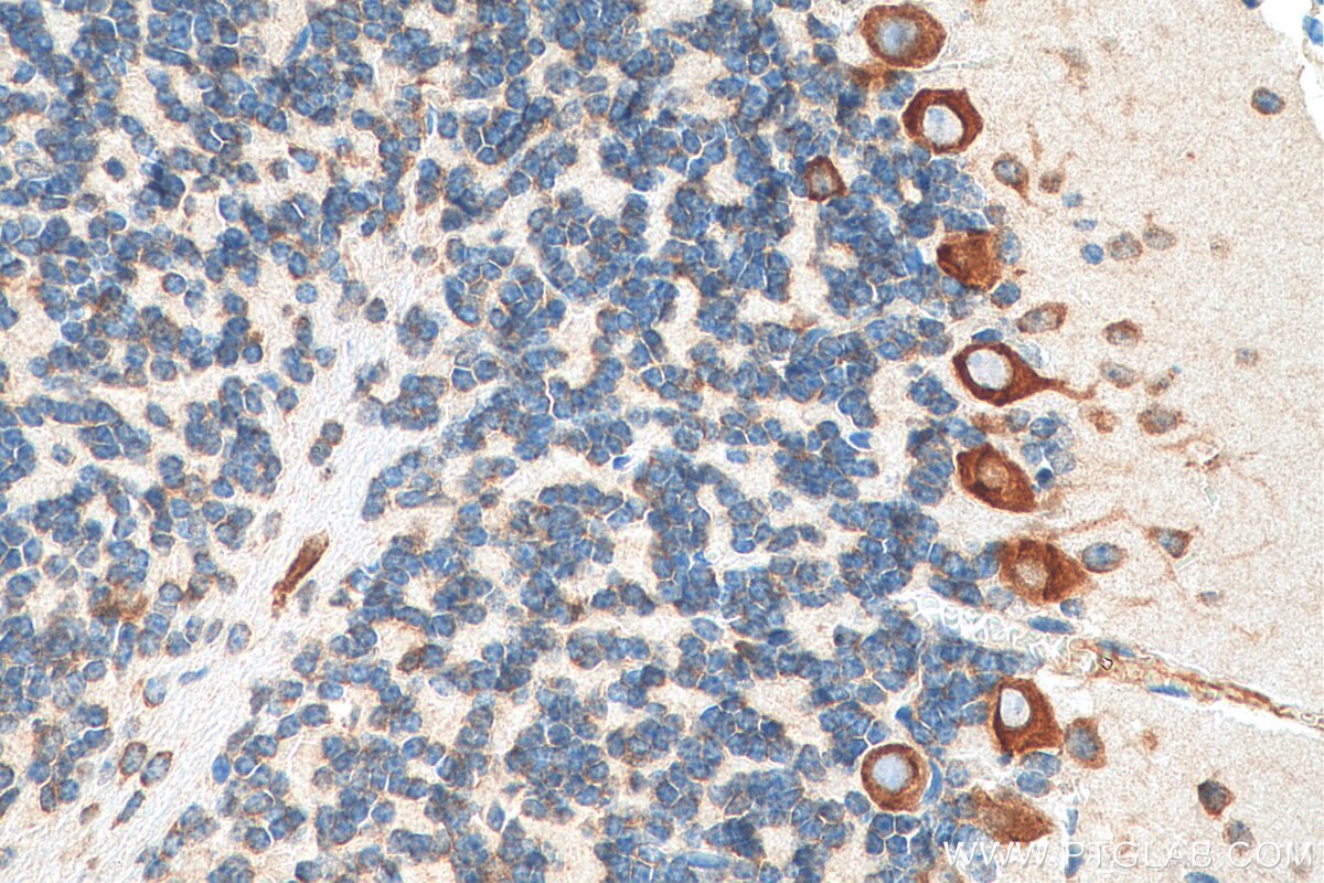 Immunohistochemistry (IHC) staining of mouse cerebellum tissue using FARSB Monoclonal antibody (67924-1-Ig)