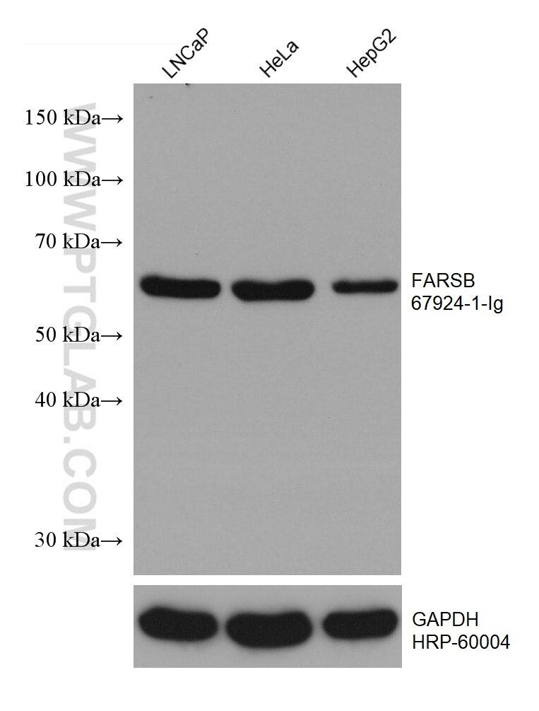 Western Blot (WB) analysis of various lysates using FARSB Monoclonal antibody (67924-1-Ig)