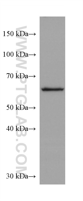 Western Blot (WB) analysis of HEK-293 cells using FARSB Monoclonal antibody (67924-1-Ig)