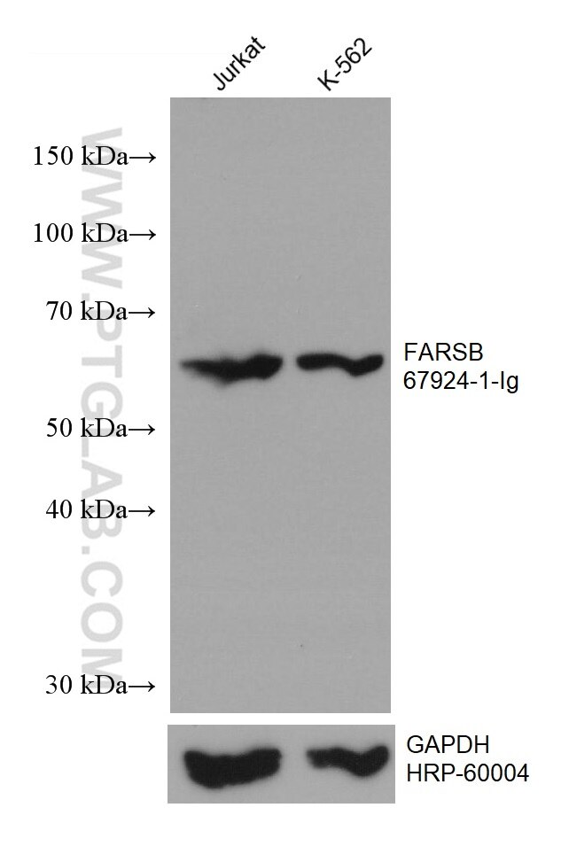 Western Blot (WB) analysis of various lysates using FARSB Monoclonal antibody (67924-1-Ig)