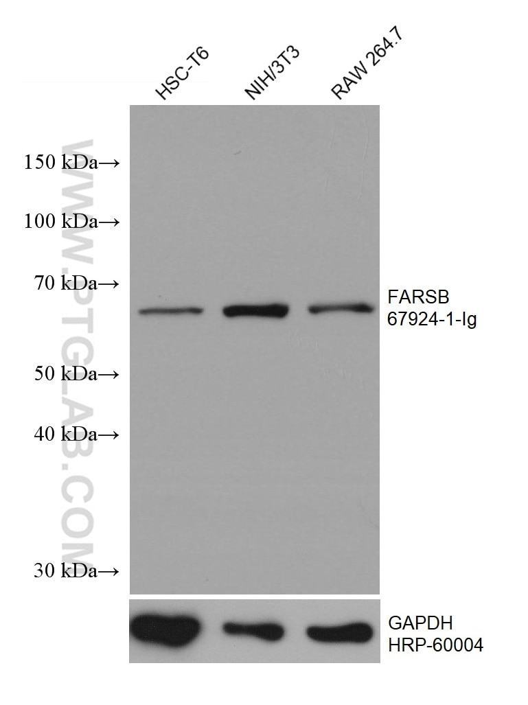 Western Blot (WB) analysis of various lysates using FARSB Monoclonal antibody (67924-1-Ig)