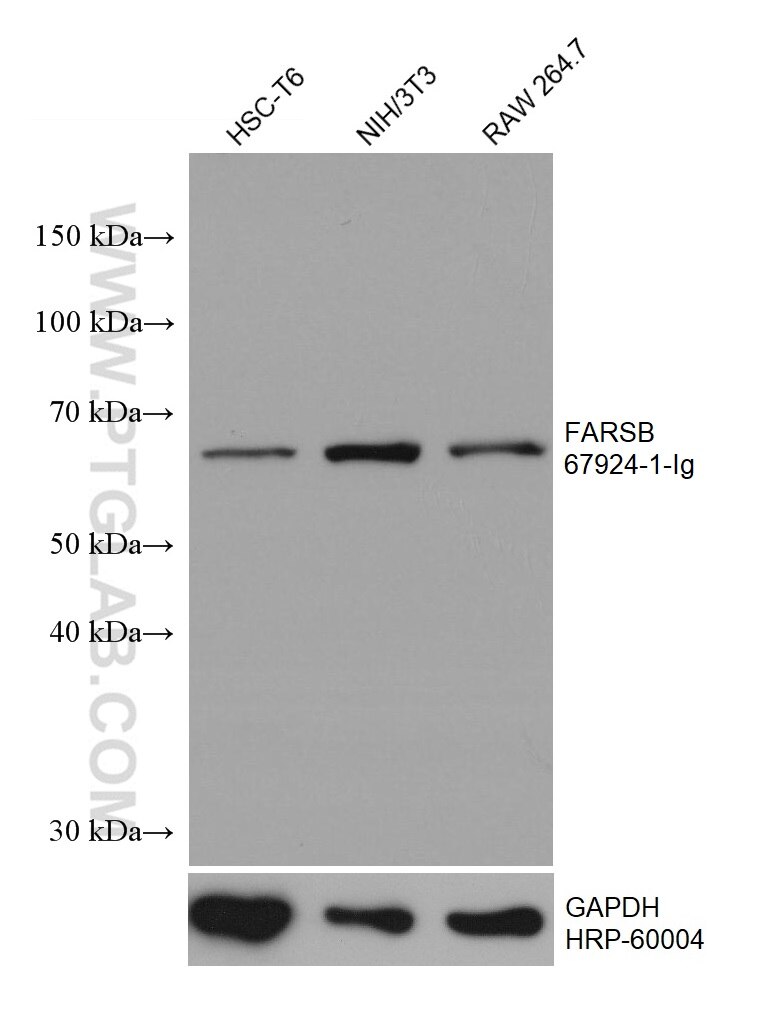 WB analysis using 67924-1-Ig