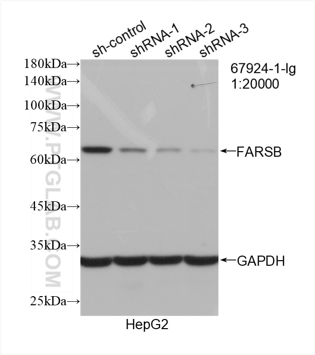 Western Blot (WB) analysis of HepG2 cells using FARSB Monoclonal antibody (67924-1-Ig)