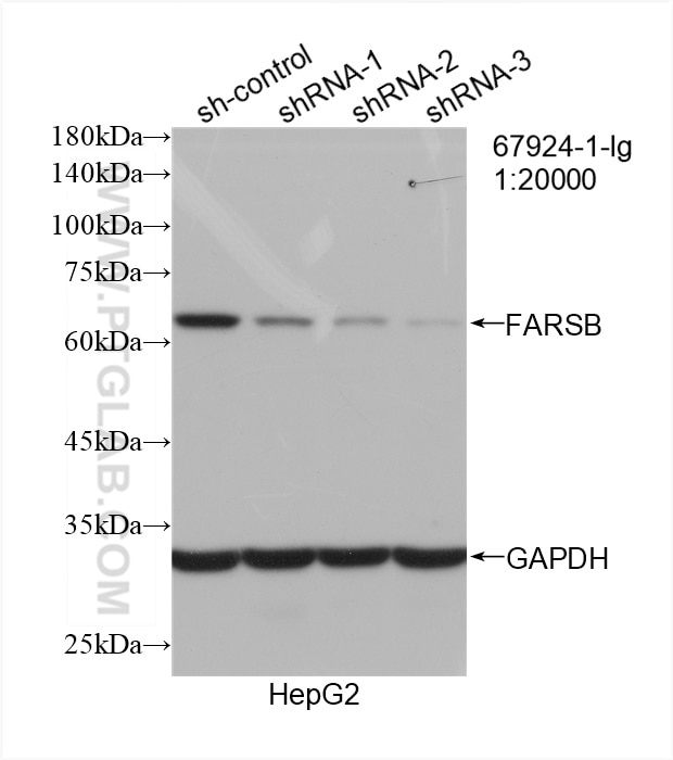 WB analysis of HepG2 using 67924-1-Ig