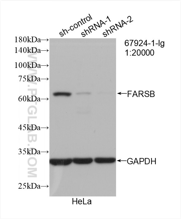 Western Blot (WB) analysis of HeLa cells using FARSB Monoclonal antibody (67924-1-Ig)