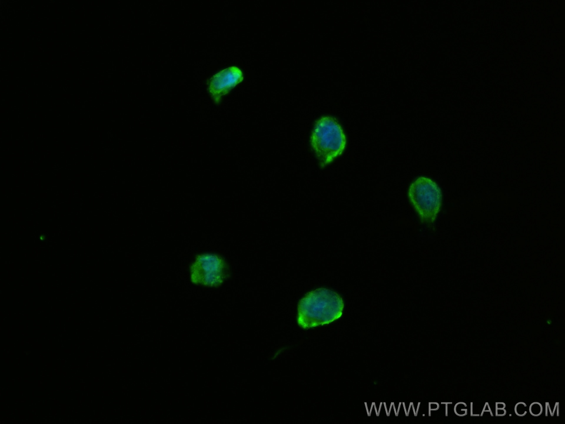 Immunofluorescence (IF) / fluorescent staining of U-251 cells using CoraLite® Plus 488-conjugated FARSB Monoclonal ant (CL488-67924)