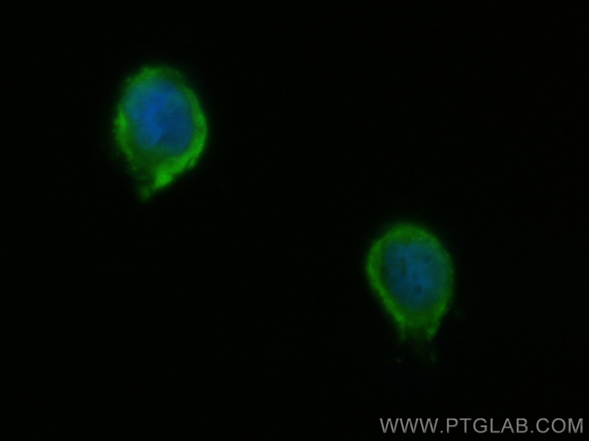 Immunofluorescence (IF) / fluorescent staining of U-251 cells using CoraLite® Plus 488-conjugated FARSB Monoclonal ant (CL488-67924)