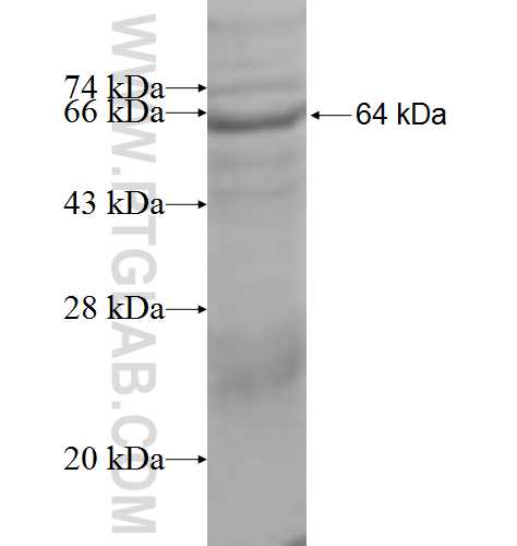 FARSB fusion protein Ag9522 SDS-PAGE