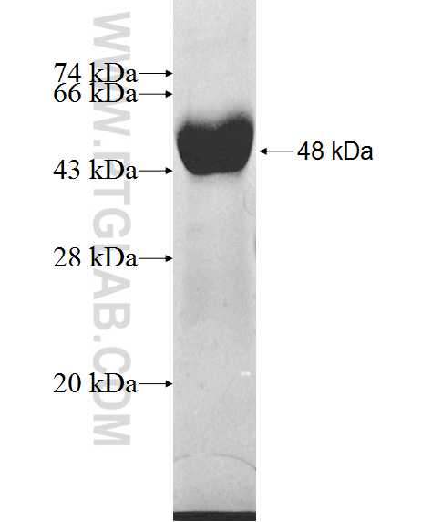 FARSB fusion protein Ag9695 SDS-PAGE