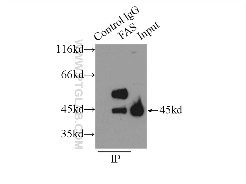 Immunoprecipitation (IP) experiment of HeLa cells using FAS/CD95 Polyclonal antibody (13098-1-AP)