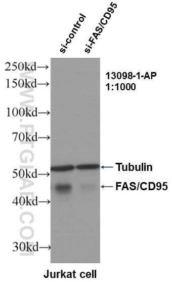 Western Blot (WB) analysis of Jurkat cells using FAS/CD95 Polyclonal antibody (13098-1-AP)