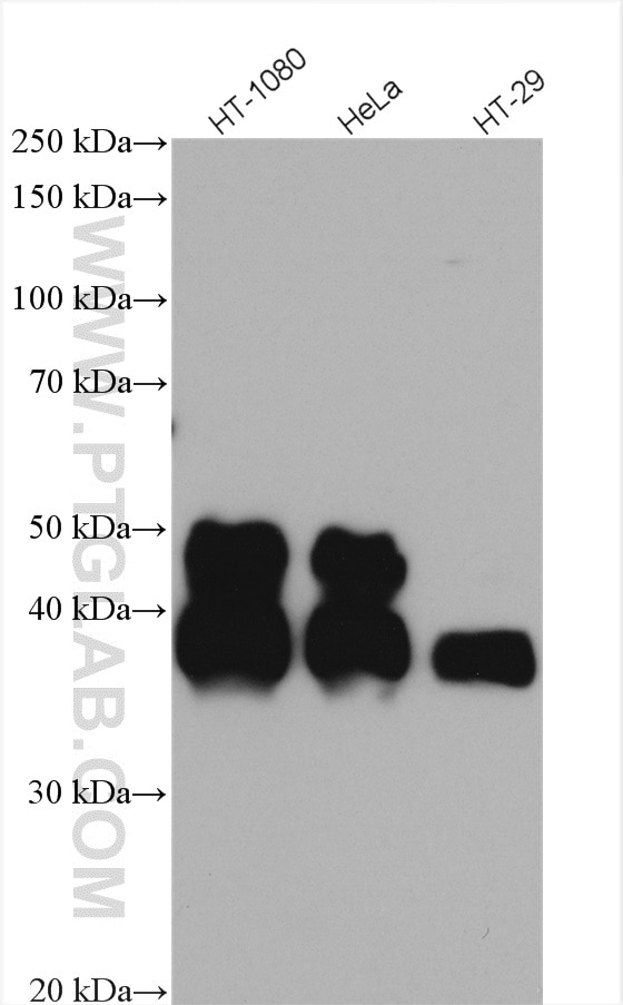 Western Blot (WB) analysis of various lysates using FAS/CD95 Polyclonal antibody (13098-1-AP)