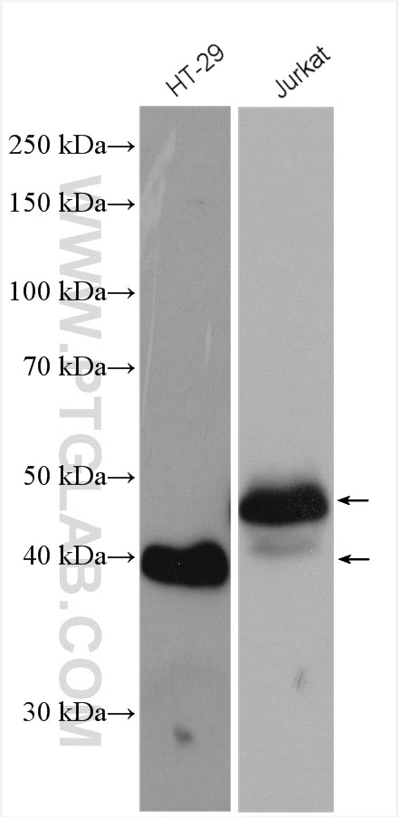 Western Blot (WB) analysis of various lysates using FAS/CD95 Polyclonal antibody (13098-1-AP)