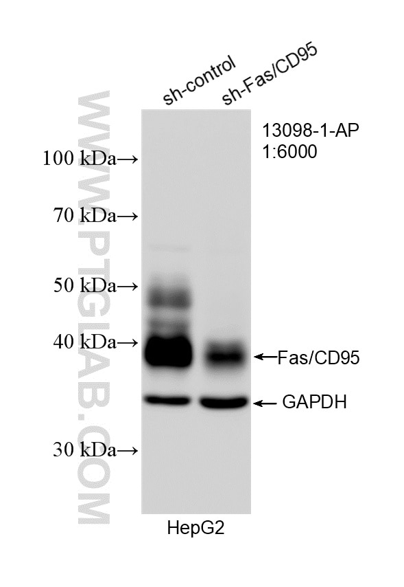 Western Blot (WB) analysis of HepG2 cells using Fas/CD95 Polyclonal antibody (13098-1-AP)