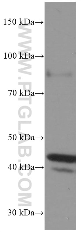 Western Blot (WB) analysis of Jurkat cells using FAS/CD95 Monoclonal antibody (60196-1-Ig)