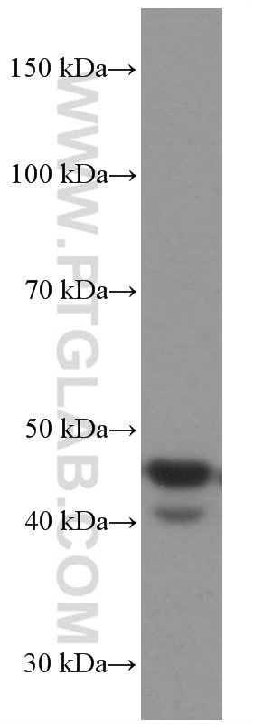 Western Blot (WB) analysis of HeLa cells using FAS/CD95 Monoclonal antibody (60196-1-Ig)