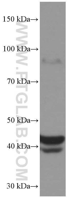 Western Blot (WB) analysis of K-562 cells using FAS/CD95 Monoclonal antibody (60196-1-Ig)