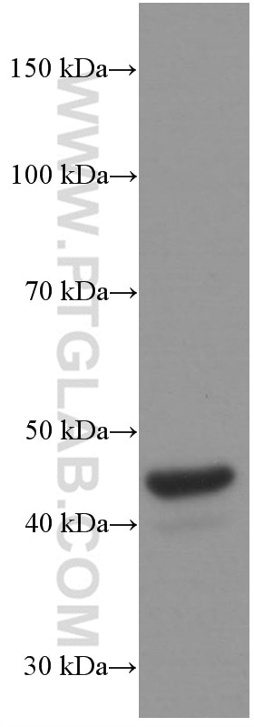 Western Blot (WB) analysis of U-937 cells using FAS/CD95 Monoclonal antibody (60196-1-Ig)