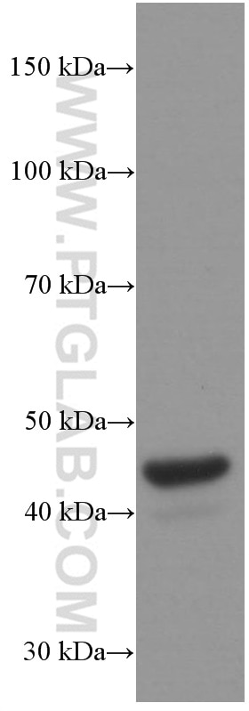 WB analysis of U-937 using 60196-1-Ig