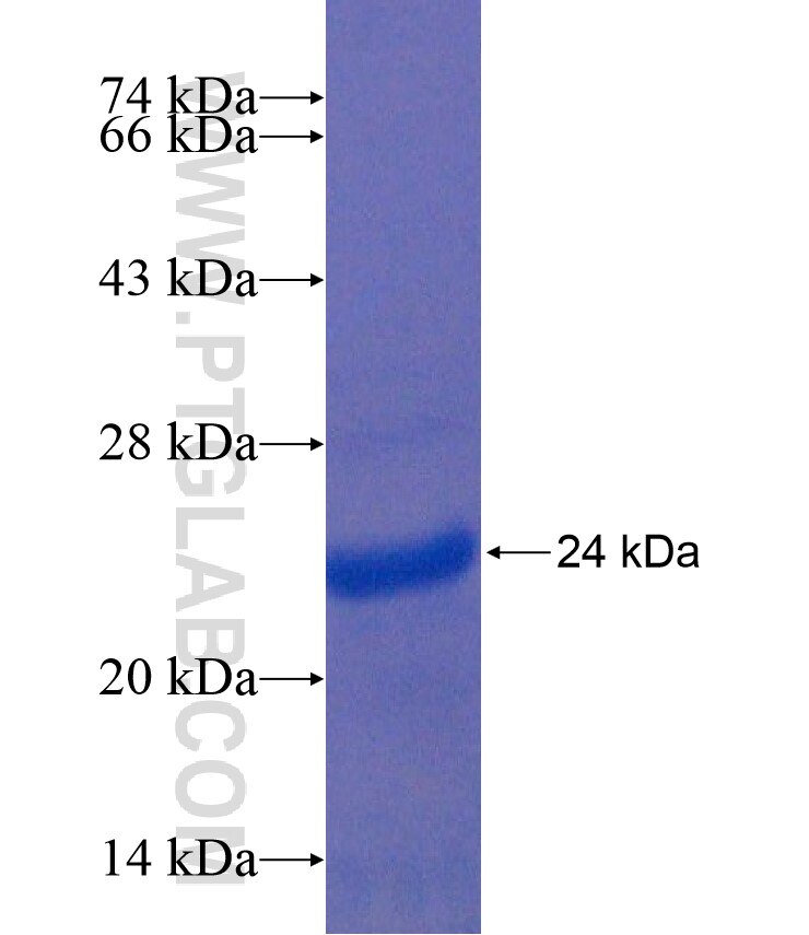 FAS fusion protein Ag17613 SDS-PAGE