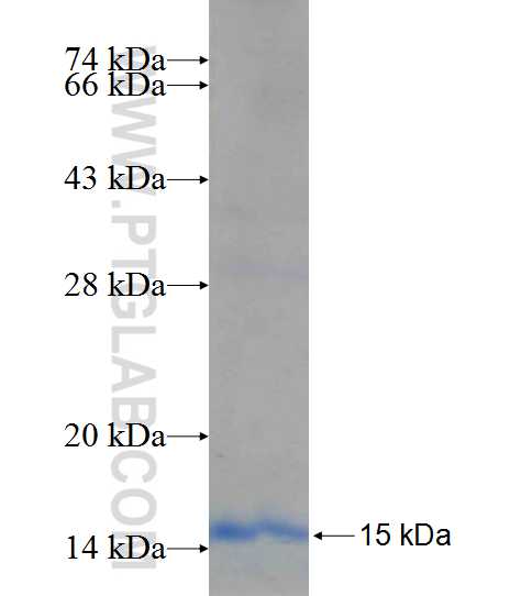 FASL,FASLG fusion protein Ag25378 SDS-PAGE