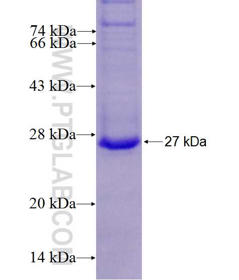 FASL,FASLG fusion protein Ag27009 SDS-PAGE