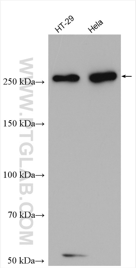 Western Blot (WB) analysis of various lysates using FASN Polyclonal antibody (10624-2-AP)