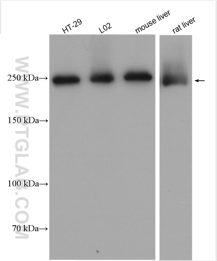 Western Blot (WB) analysis of various lysates using FASN Polyclonal antibody (10624-2-AP)