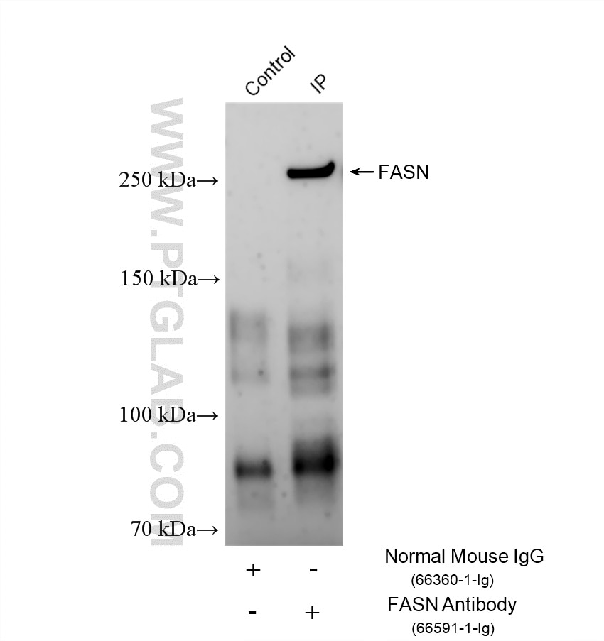 Immunoprecipitation (IP) experiment of HeLa cells using FASN Monoclonal antibody (66591-1-Ig)