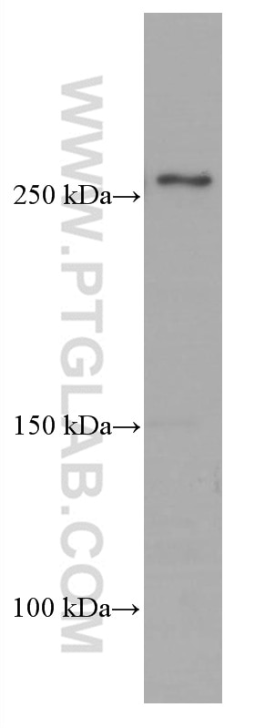 Western Blot (WB) analysis of HepG2 cells using FASN Monoclonal antibody (66591-1-Ig)