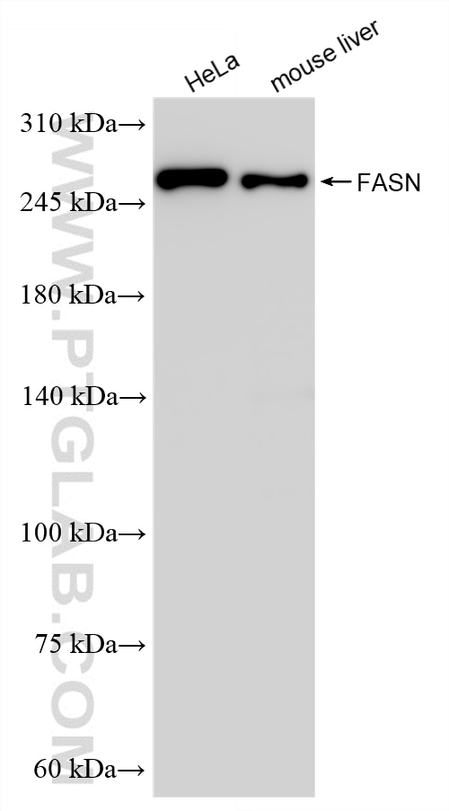 WB analysis using 81079-2-RR (same clone as 81079-2-PBS) Western Blot (WB) analysis of various lysates using FASN Recombinant monoclonal antibody (81079-2-RR)