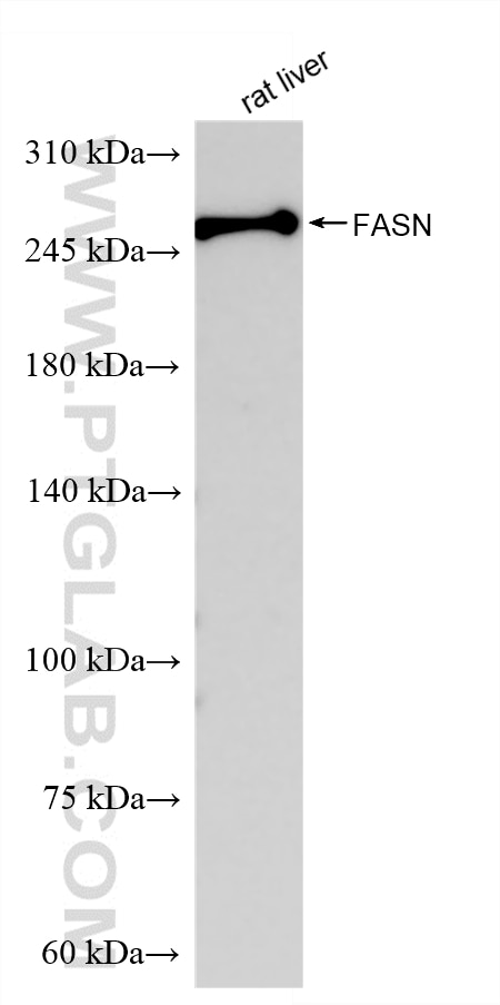 WB analysis of rat liver using 81079-2-RR (same clone as 81079-2-PBS) Western Blot (WB) analysis of rat liver tissue using FASN Recombinant monoclonal antibody (81079-2-RR)