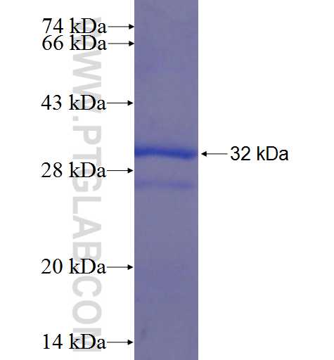 FASTK fusion protein Ag22816 SDS-PAGE