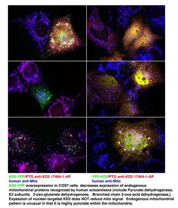 Immunofluorescence (IF) / fluorescent staining of COS7 cells using FASTKD2 Polyclonal antibody (17464-1-AP)