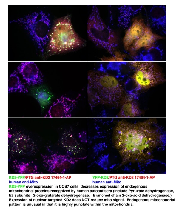 IF Staining of COS7 cells using 17464-1-AP