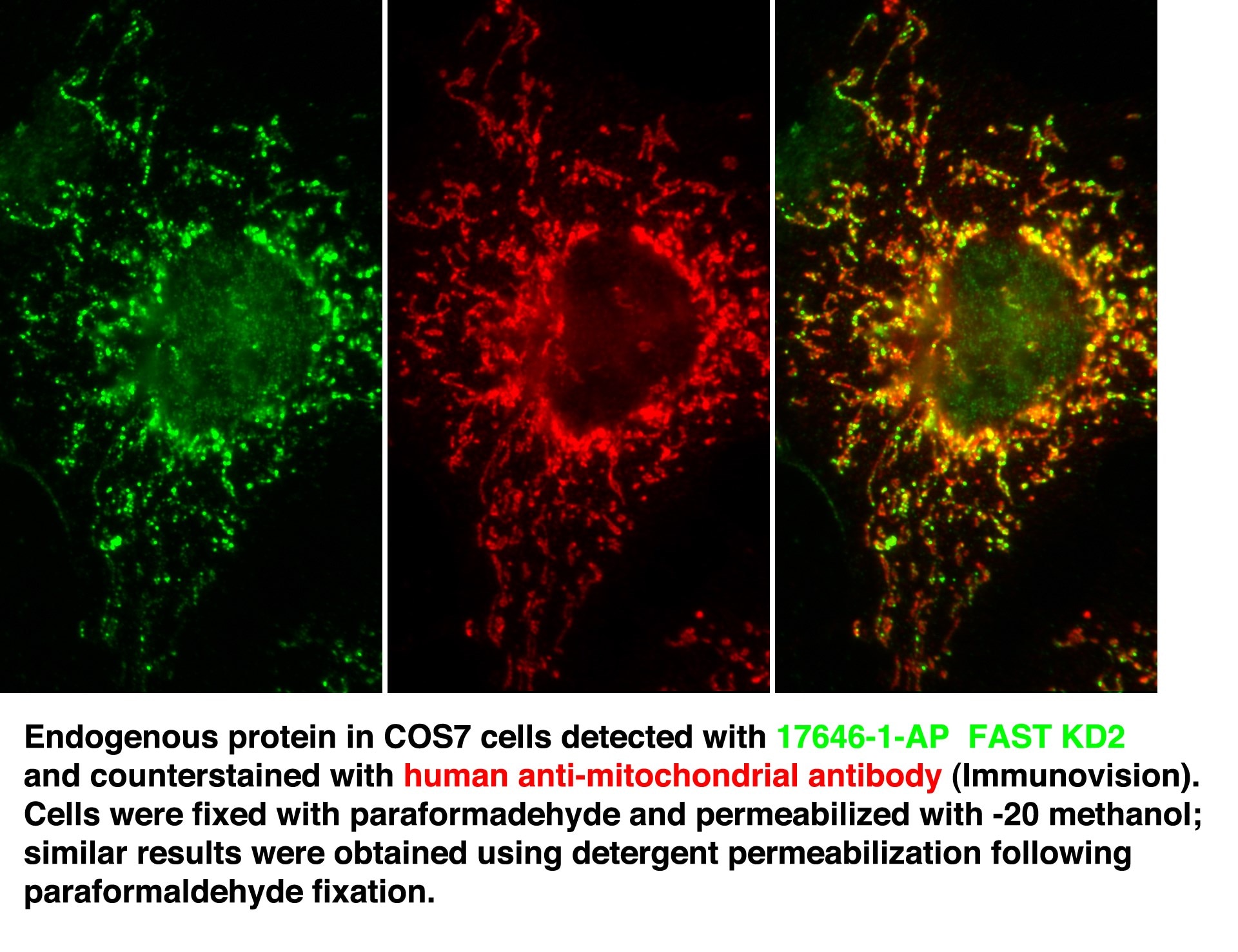Immunofluorescence (IF) / fluorescent staining of COS7 cells using FASTKD2 Polyclonal antibody (17464-1-AP)