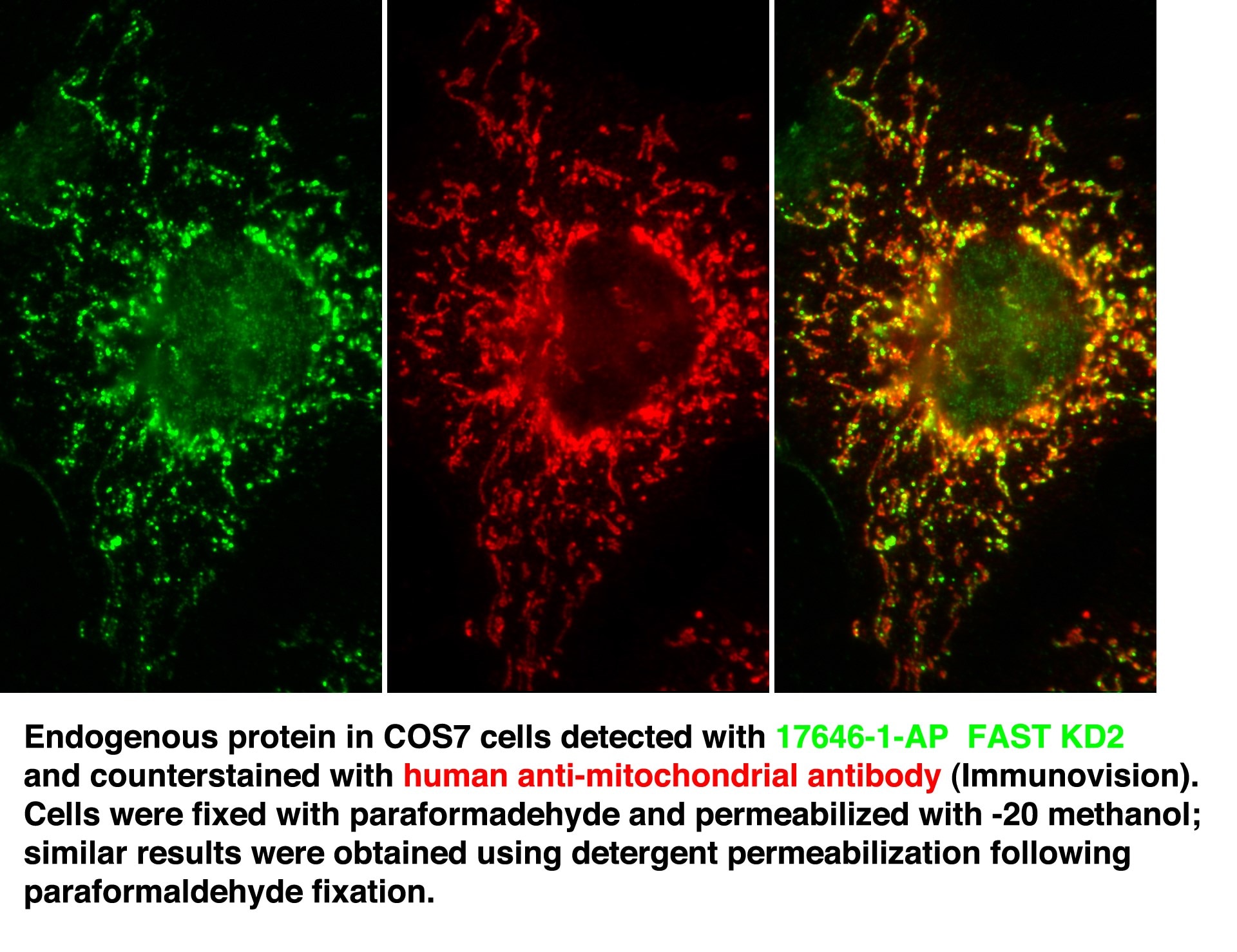 FASTKD2 Polyclonal antibody